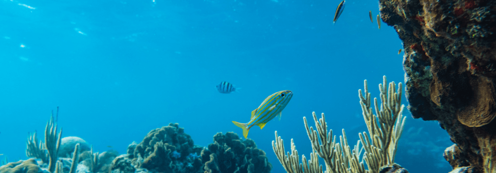 Biological Influence on Ocean Carbon: Novel Modelling Approaches